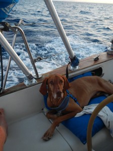 dogs on board, pets, sailing pets, pets on a boat, dog aboard, pets at sea, pets and water, dogs and water, large dogs, large dogs sailing, sailing with pets, dog safe boats, tips for boating, tips for boating pets, boat tips for dogs, 