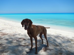 pets, dogs, sailing with pets, pets and the beach, dogs and the beach, dogs sailing, cruising with pets, bahamas, islands, beautiful water, ocean, turqouise, passages with pets, voyage with dog